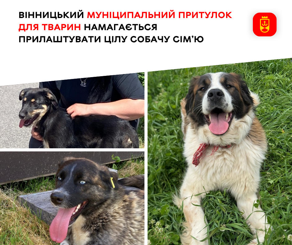 Вінницький муніципальний притулок для тварин намагається прилаштувати цілу собачу сім’ю